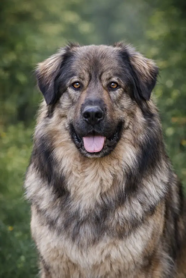 Kraški ovčar – portret značilne sivo-rjave dlake in izrazitega rjavega pogleda