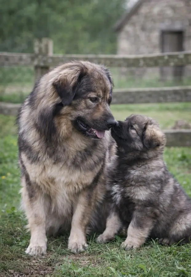 Kraški ovčar in mladiček – slovenska pastirska pasma kraševec na kmetiji