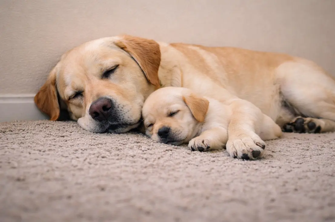 Rumena mati Labradorec in majhen mladiček, ki spita skupaj na mehki preprogi – ganljiva podoba materinske navezanosti