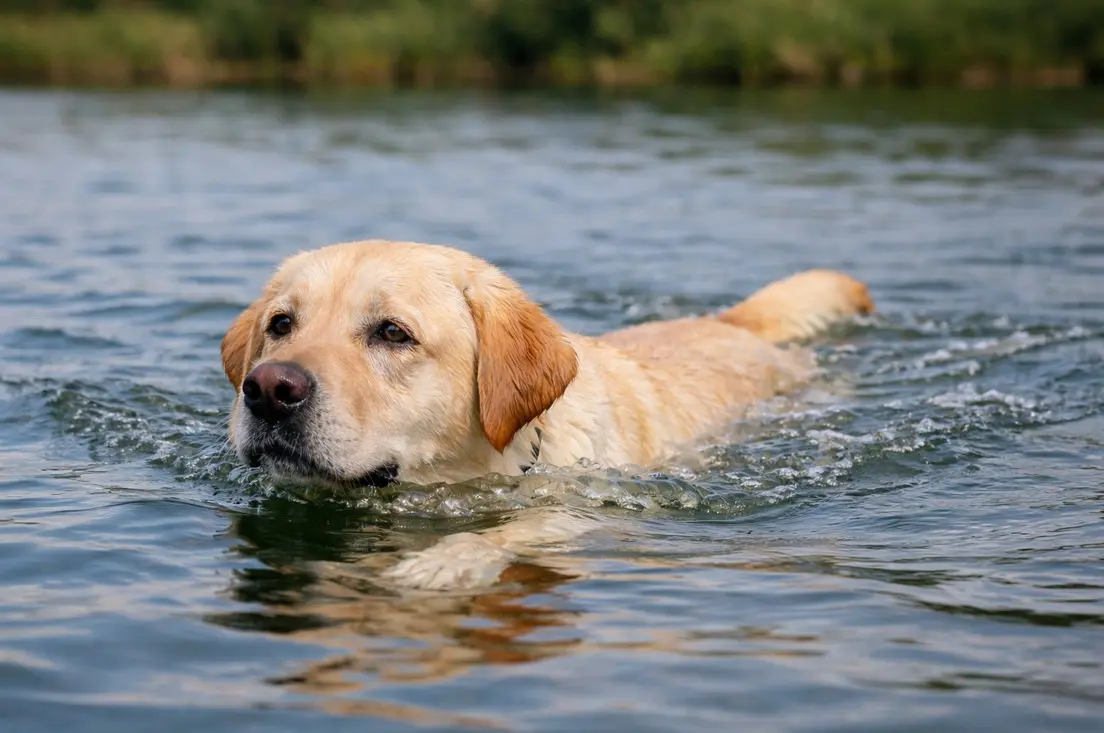 Жълт лабрадор ретривър плува уверено в езеро, демонстрирайки характерната за породата любов към водата