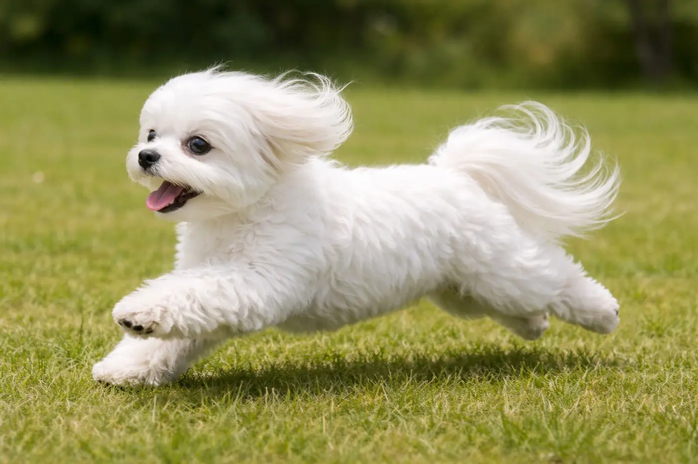 Bijeli Maltezer energično trči po zelenoj travi s lepršavom svilenkastom dlakom i isplaženim jezikom