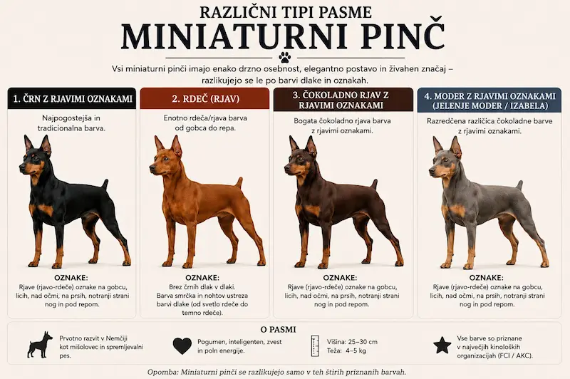 Infografika o štirih od petih priznanih barv pritlikavega pinča: črno-rjava, rdeča, čokoladna in modro-rjava