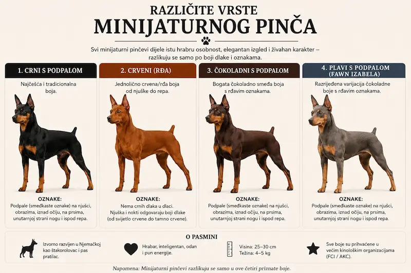 Infografika o četiri od pet priznatih boja patuljastog pinča: crna s hrđavim oznakama, crvena, čokoladna i plava s hrđavim oznakama