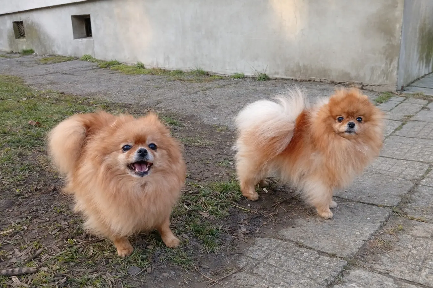 Par narančastih Pomeranaca na travi – ilustracija potpuno razvijene dlake kod odraslih pasa ove pasmine