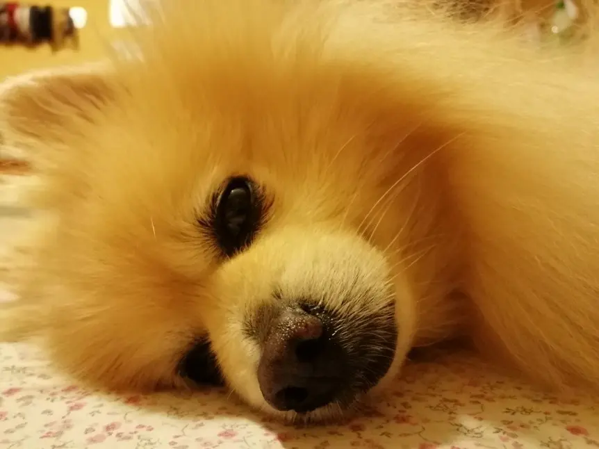 Krupni plan lica Pomeranca koji se odmara kod kuće – pahuljasto kremasto štene s tamnim očima