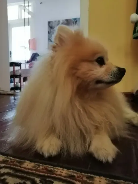 Kremasti Pomeranac koji se odmara na drvenom podu u zatvorenom – mirni špic s pažljivim pogledom