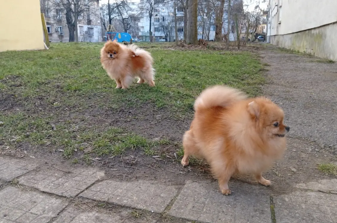 Dva štenca Pomeranca koji se igraju u dvorištu na otvorenom – aktivni narančasti štenci tipa špica