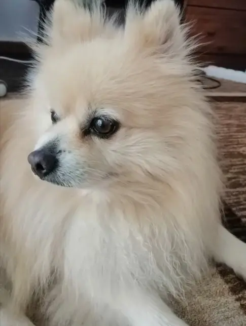 Svijetlokremasti Pomeranac koji pozira u zatvorenom – portret pahuljastog minijaturnog psa tipa špica