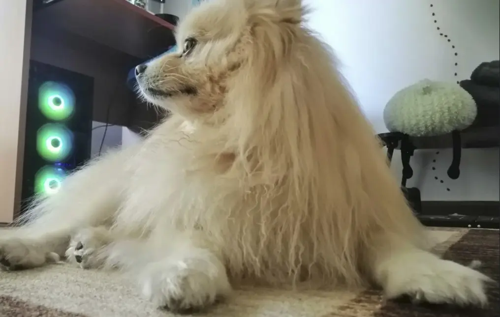 Pomeranac s dugom, slobodno raspuštenom dlakom, koji leži u zatvorenom – primjer pasmine kada se dlaka ne četka redovito