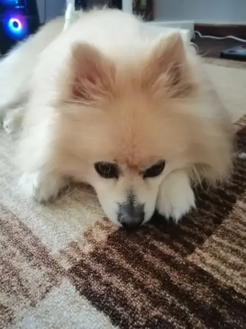 Kremni pomeranec v mirni pozi