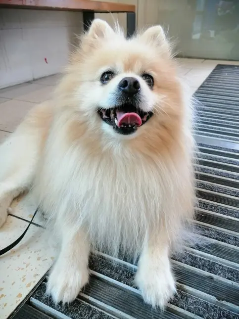 Nasmiješeni kremasti Pomeranac u zatvorenom – portret pahuljastog psa za pratnju s otvorenim ustima i veselim pogledom