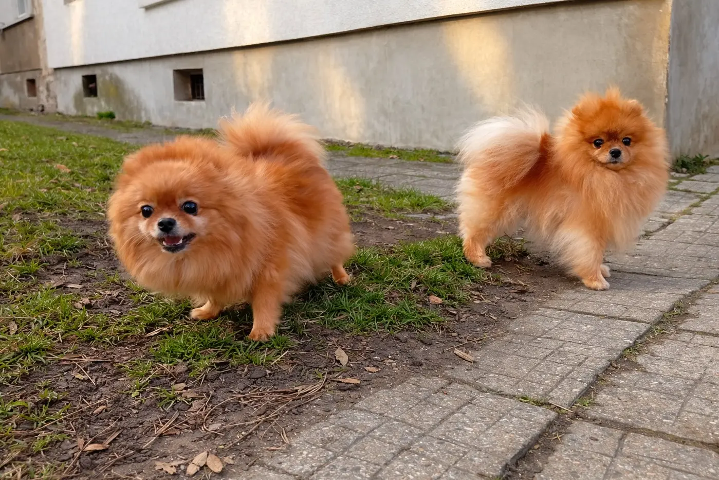 Dva narančasta Pomeranca u šetnji vani – pahuljasti mali psi tipa špica u urbanom okruženju