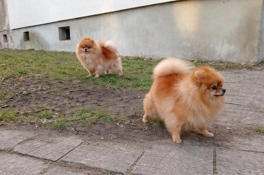 Dva pahuljasta narančasta Pomeranca na otvorenom – mali psi tipa špica u šetnji