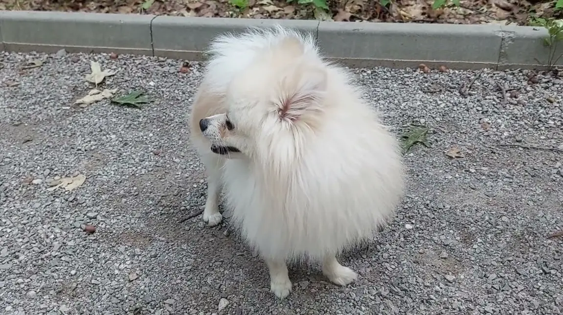 Bijeli Pomeranac koji stoji na šljunku – pahuljasti bijeli pas tipa špica u šetnji
