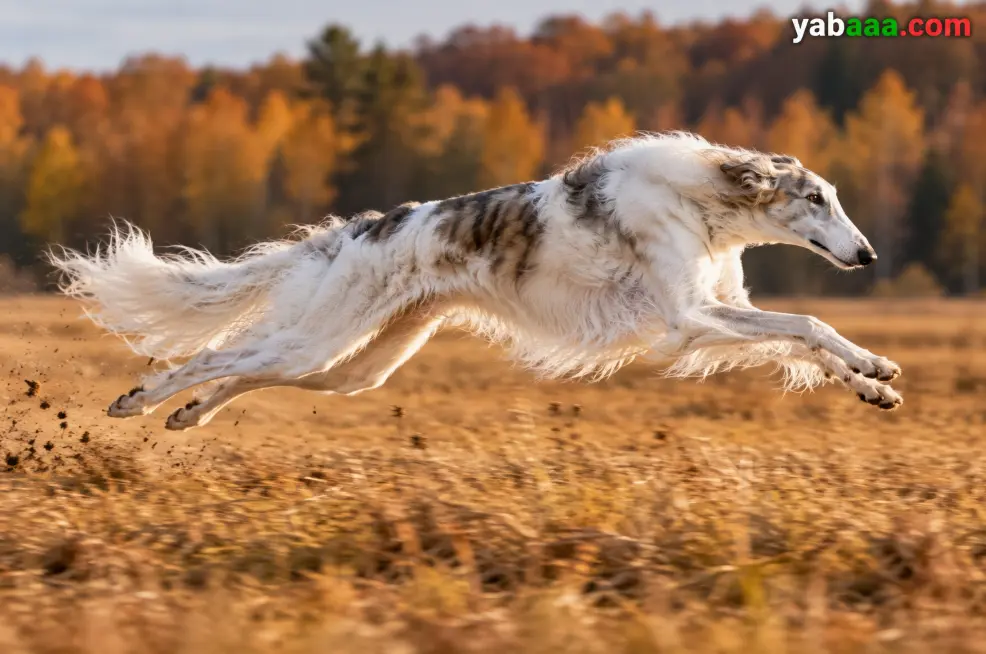 Borzoi u punom galopu preko jesenskog polja, sa svim nogama u zraku