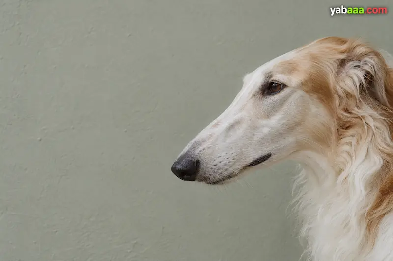 Profilni portret ruskog hrta (borzoja) s dugom uskom njuškom i svilenkastom dlakom