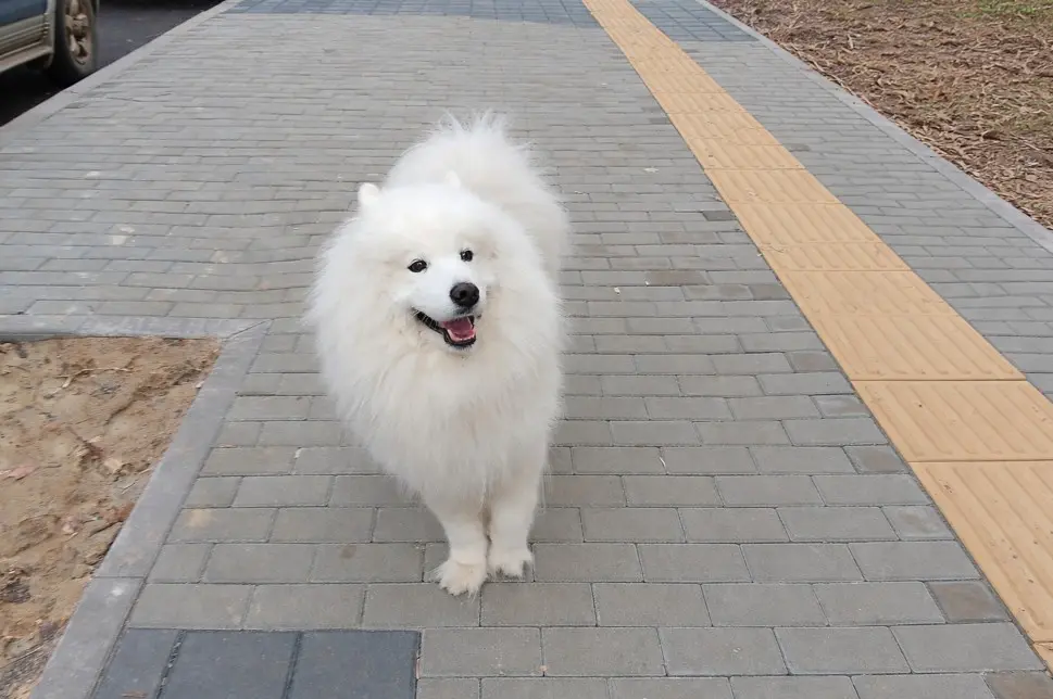 Nasmejan bel Samojed hodi po pločniku in kaže značilen samojedski nasmeh ter prijazen značaj