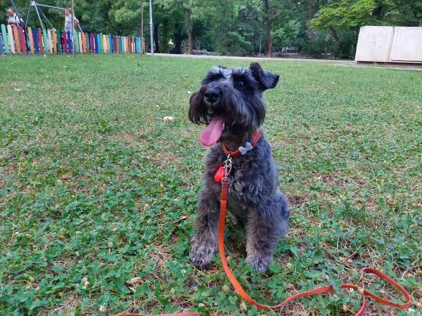 Šnavcer v profilu na zeleni travnati površini - prikazuje značilno brado in izrazito mimiko