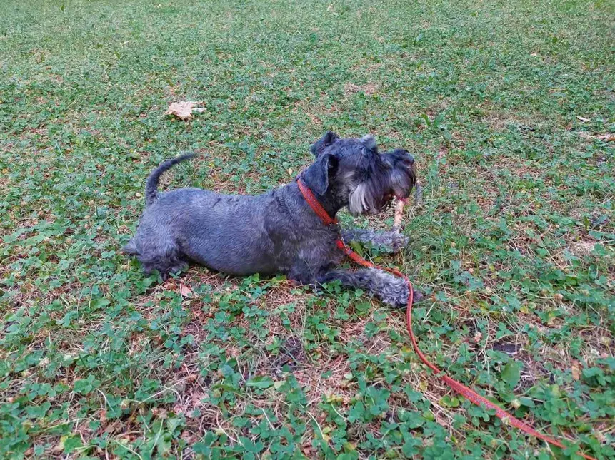 Šnavcer stoji na travi s pokončno držo in značilno brado