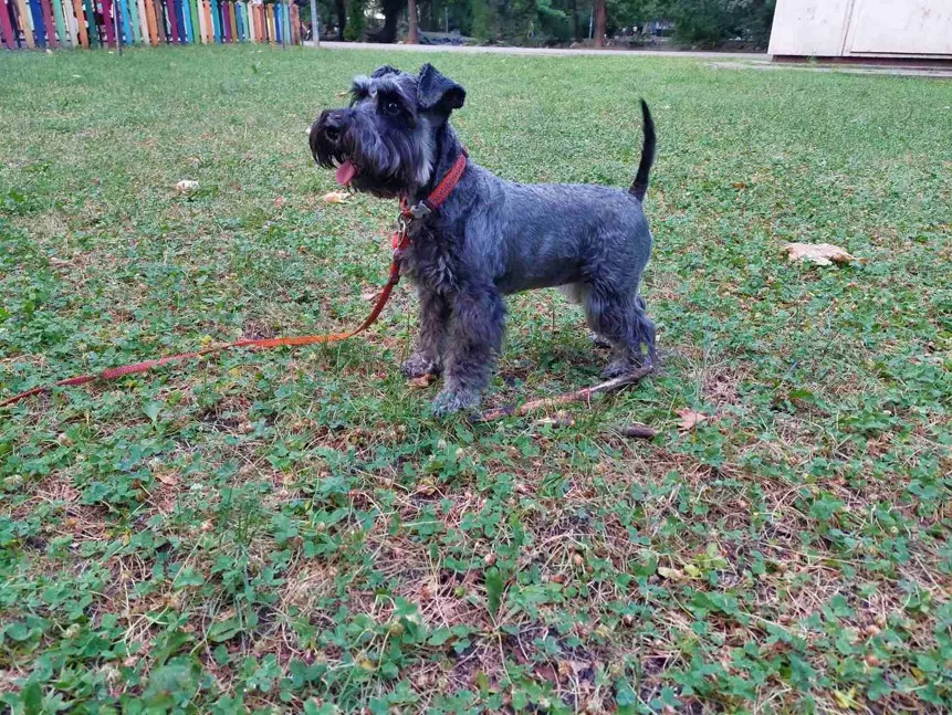 Sproščen šnavcer leži na travi