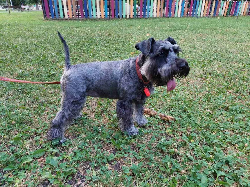 Šnavcer sedi v parku z nasmejanim izrazom