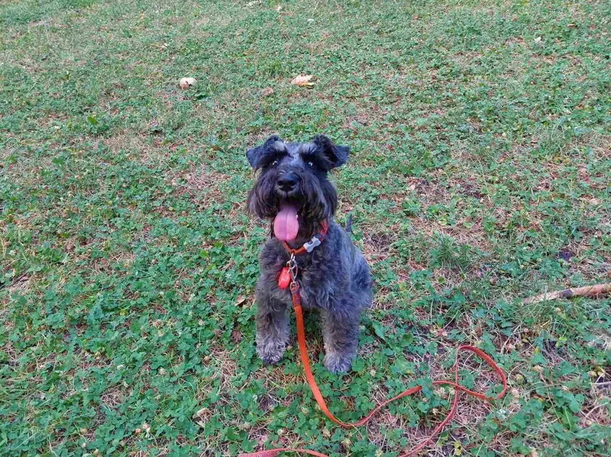 Portret šnavcerja s pristriženo dlako - barva poper in sol