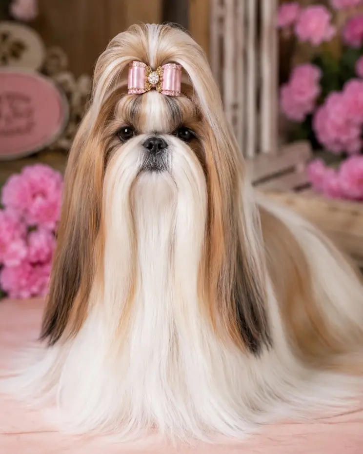 Luksuzno njegovan Shih Tzu s ružičastom mašnom – primjer šou groominga dlake