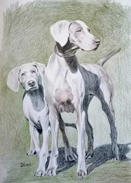 Umetniška upodobitev dveh Vajmarskih ptičarjev