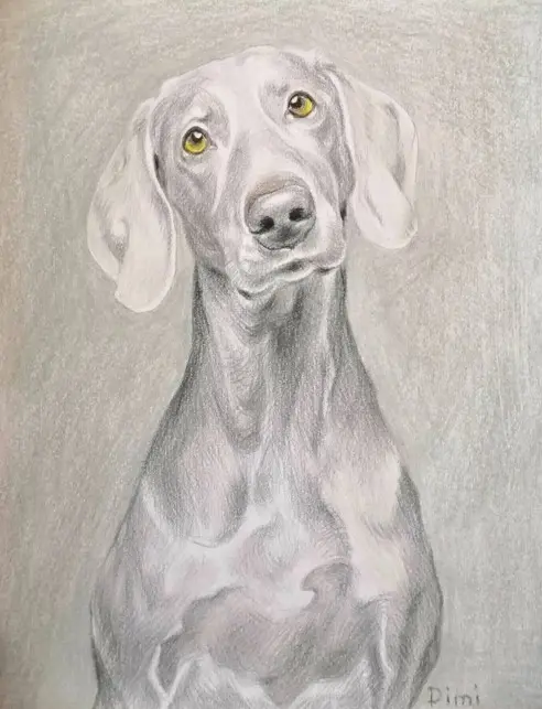 Portret Vajmarskega ptičarja z jantarjevimi očmi