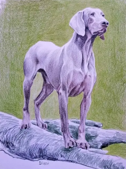 Vajmarski ptičar v atletski drži