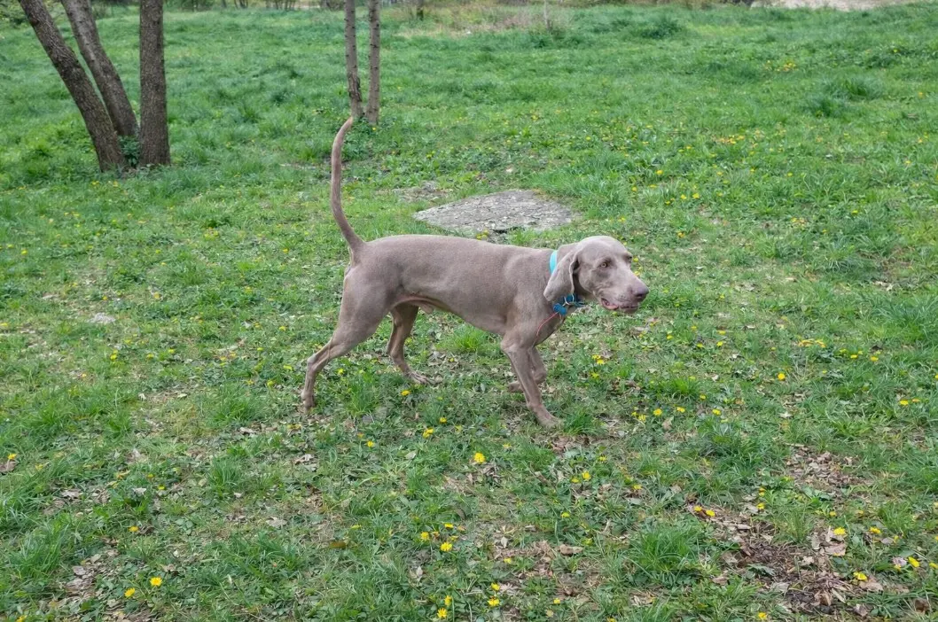 Vajmarski ptičar med sprehodom