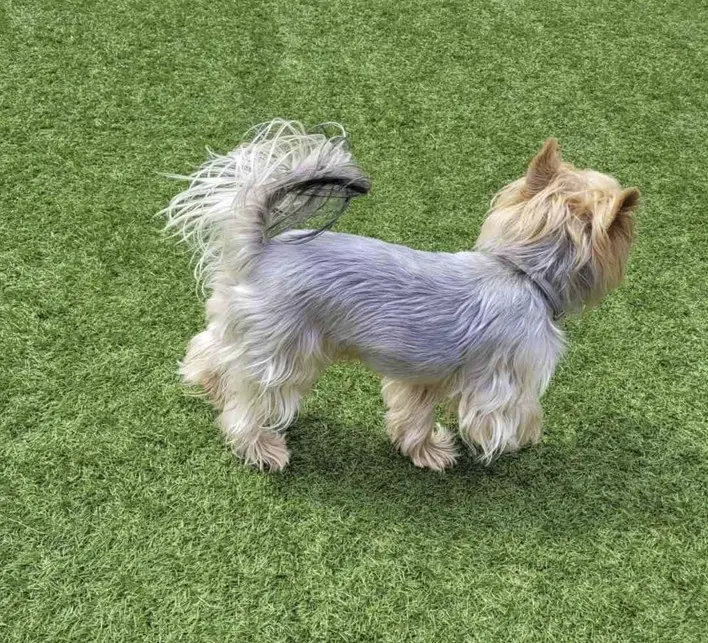 Jorkširski terier veselo teče po zeleni travi z dvignjenimi ušesi in sijočo dlako.