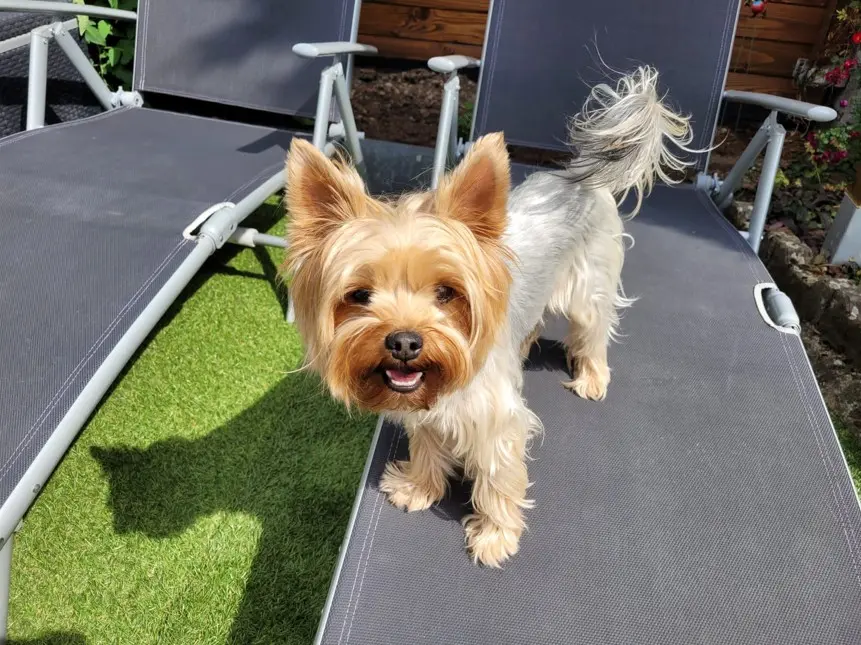 Jorkširski terijer stoji u sunčanom stražnjem vrtu