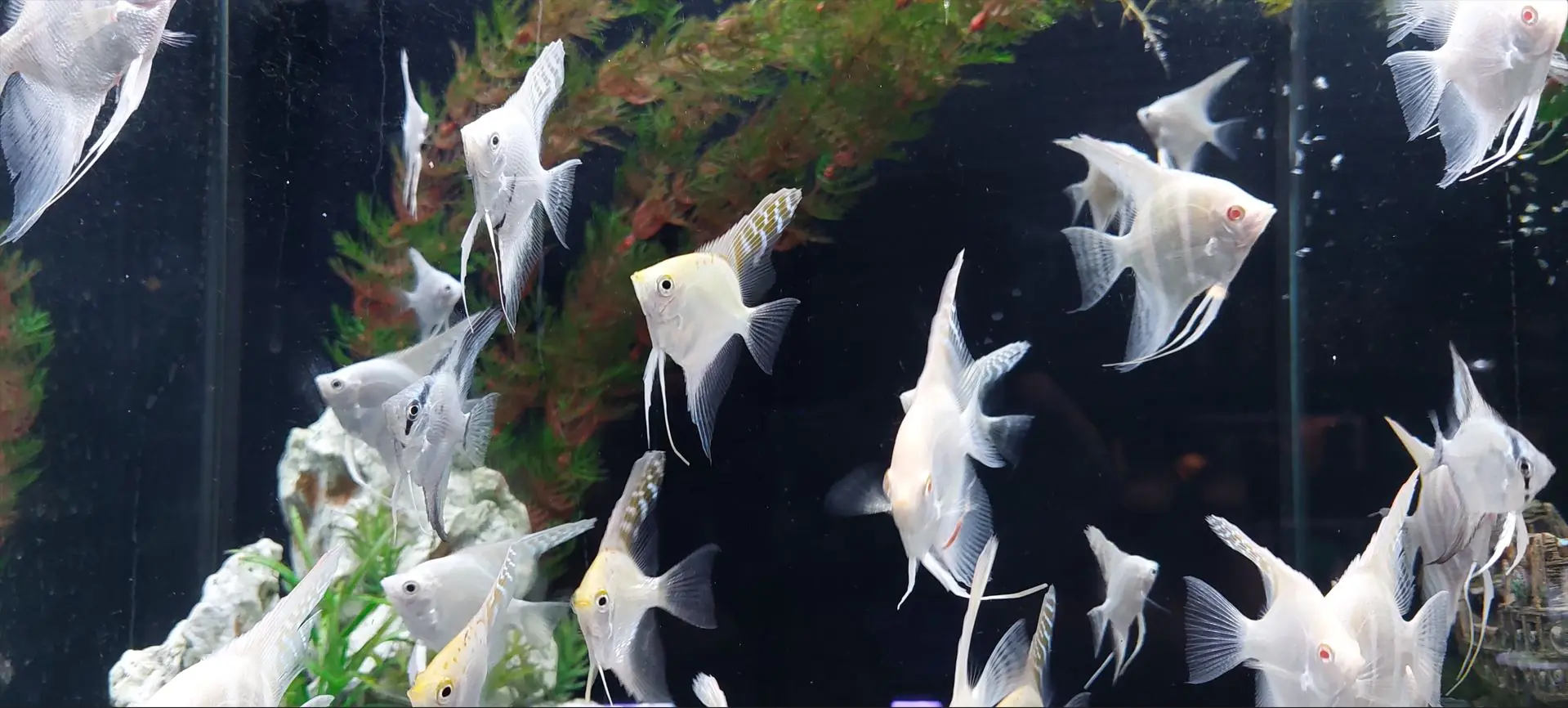 Različne vrste lepih okrasnih rib v skupnem akvariju