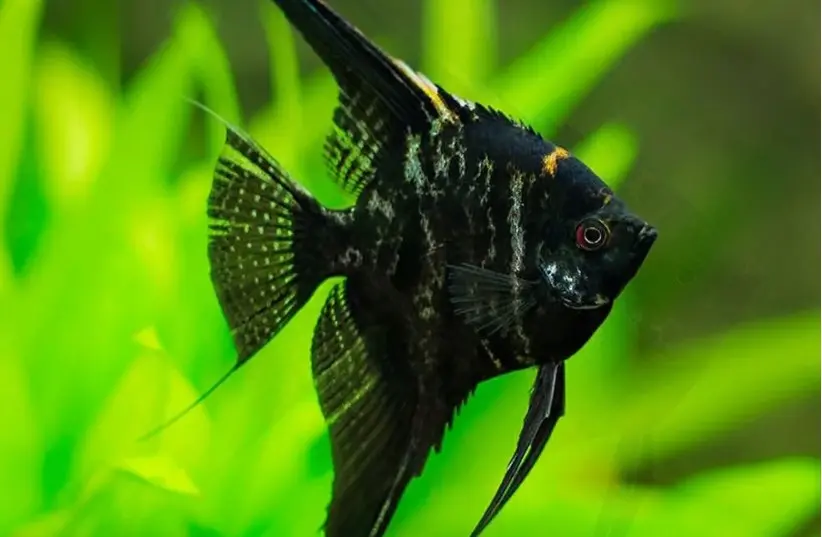 Črna angelska ribica