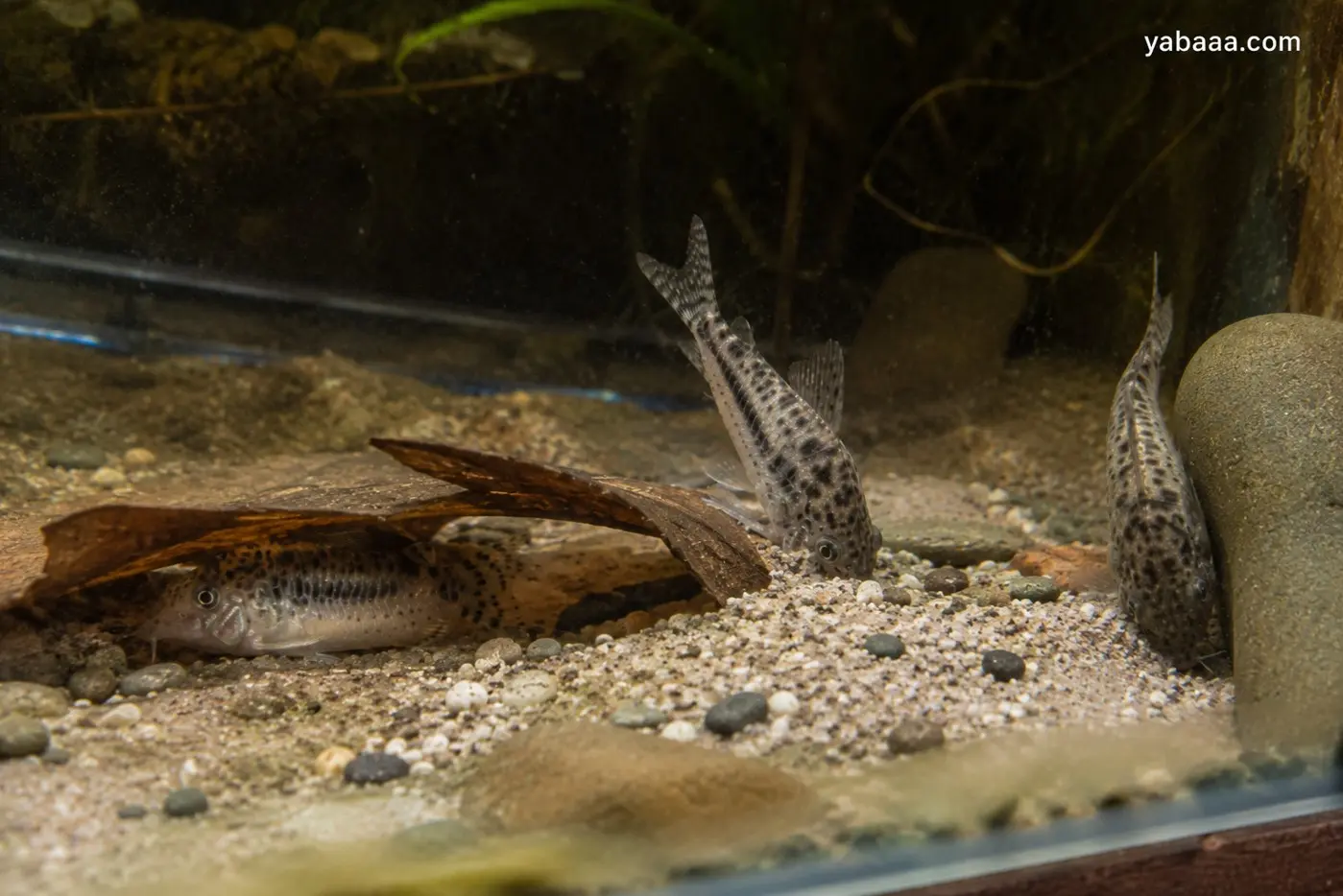 Група коридораси (Corydoras) с пъстра шарка почиват по пясъчното дъно на аквариума сред дървени корени и камъни