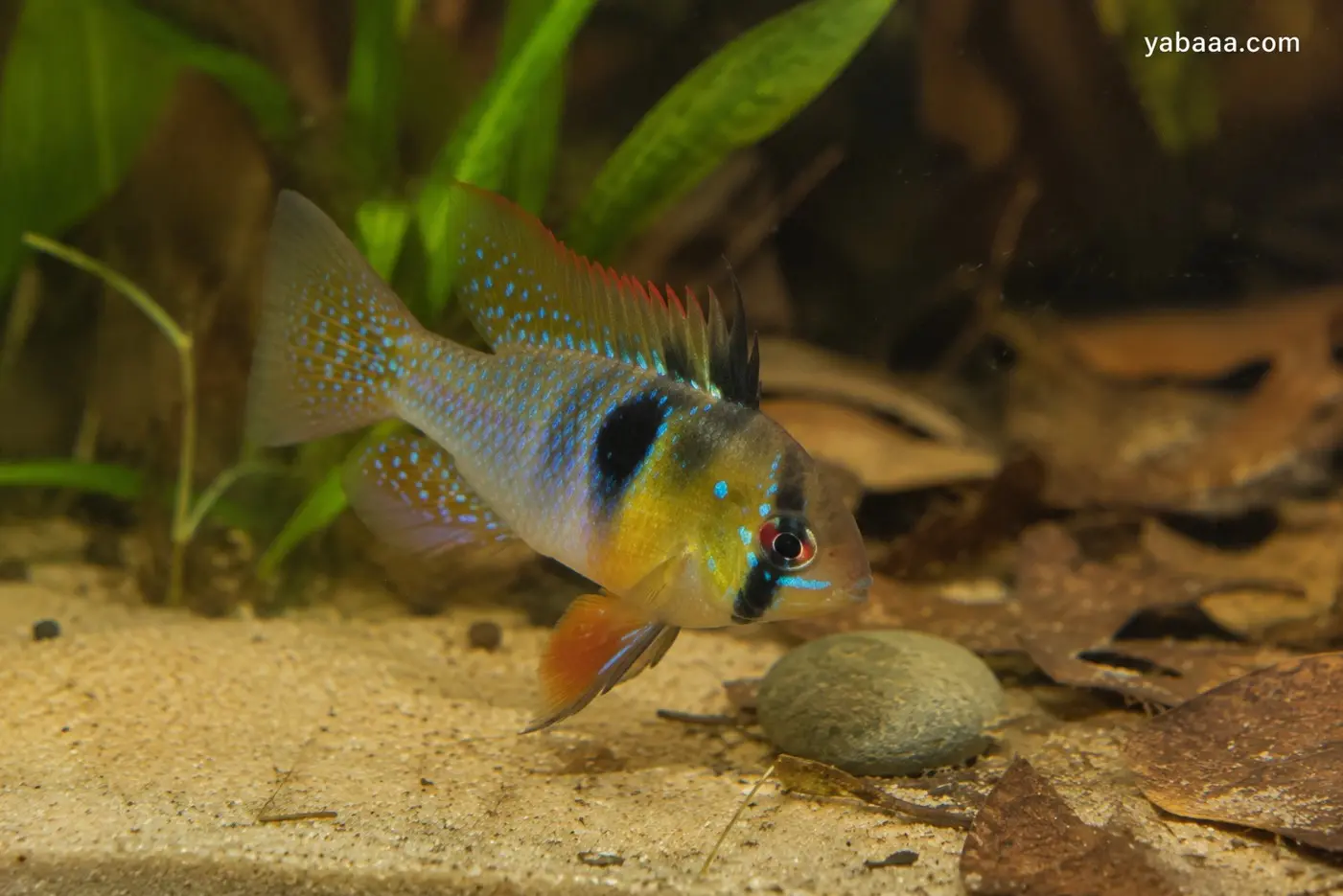 Германски син рам (Mikrogeophagus ramirezi) с блещукащи сини люспи, жълто-оранжев корем и характерна черна маска около червеното око, до речен камък на пясъчно дъно