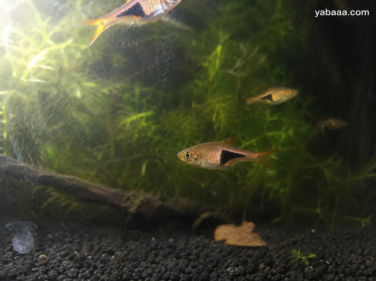Арлекин расбори (Trigonostigma heteromorpha) с характерното черно триъгълно петно плуват сред гъста зелена растителност в засаден аквариум с тъмен субстрат