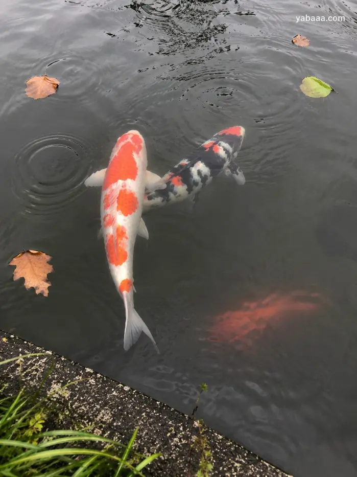 Два кои шарана (Cyprinus rubrofuscus) – бял с червени петна (Kohaku) и черно-бял (Showa) – плуват близо до повърхността на декоративно езерце с паднали есенни листа