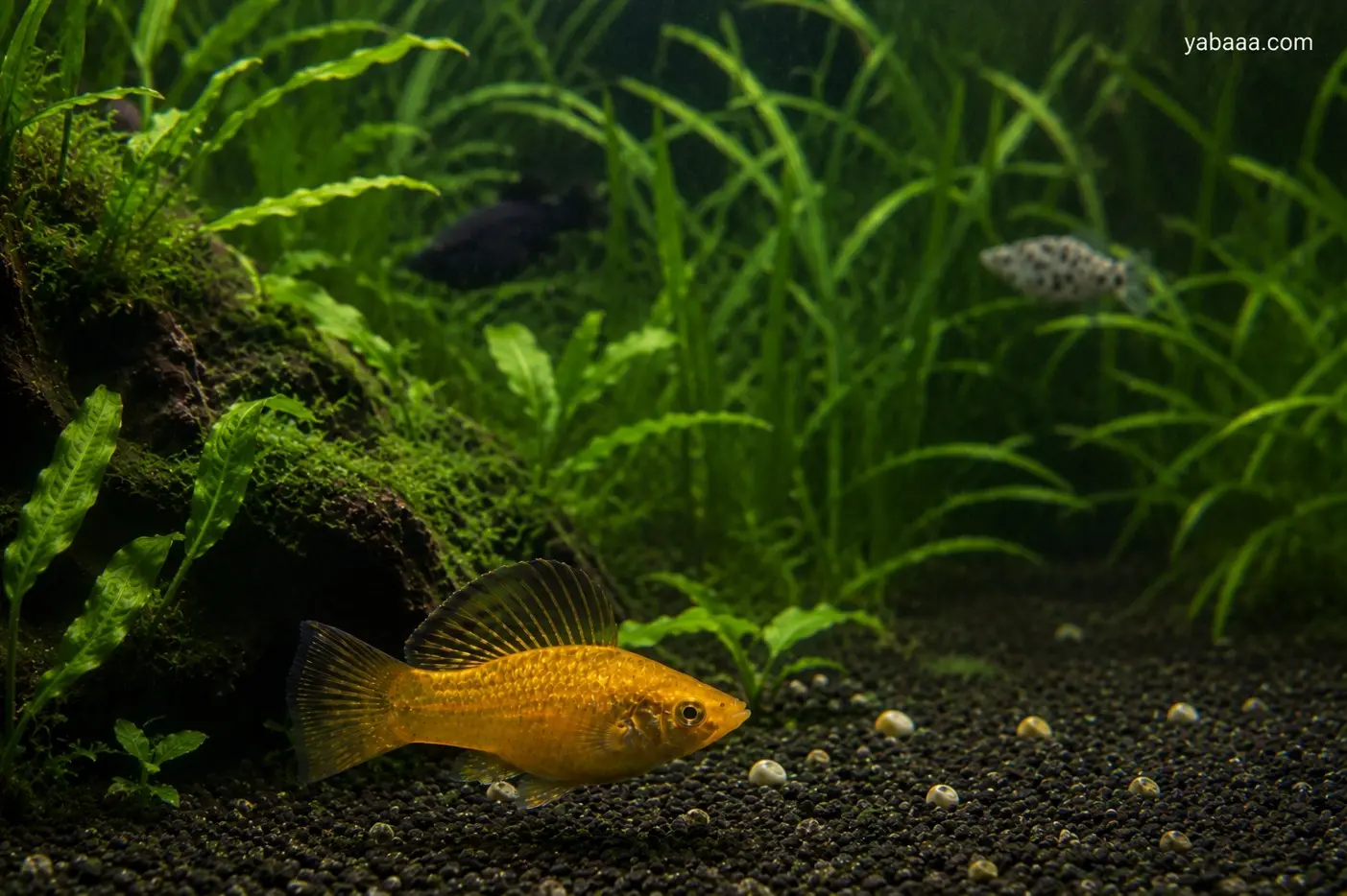 Жълта молинезия (Poecilia sphenops) плува близо до дъното на аквариум с черен субстрат и гъста зелена растителност