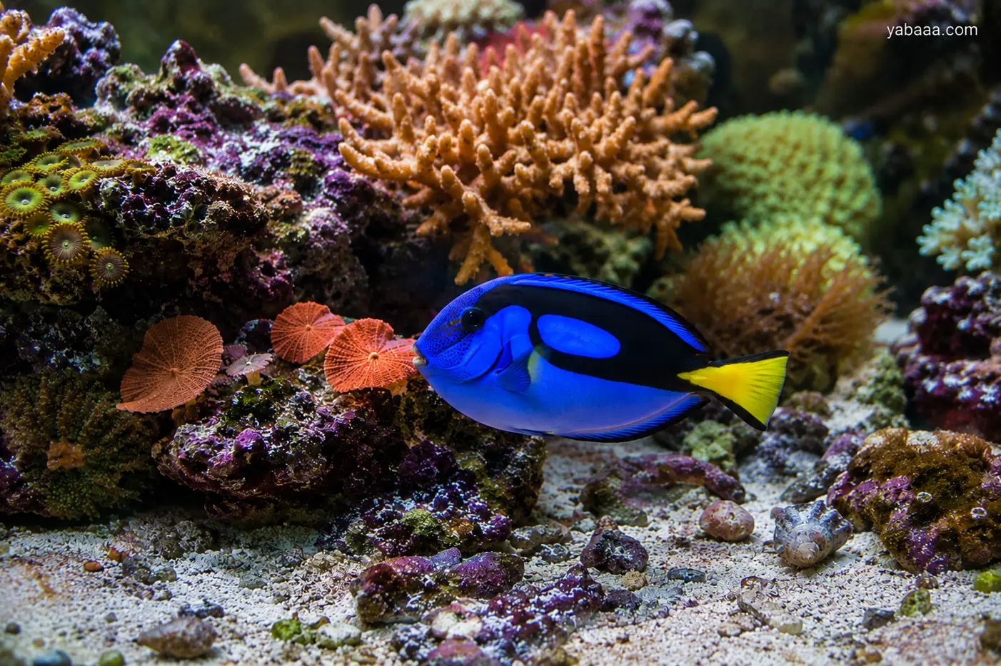 Синя хируга (Paracanthurus hepatus) с ярко синьо тяло, черна шарка и жълта опашна перка плува край лилави корали и червени морски таралежи на бял пясък в рифов аквариум