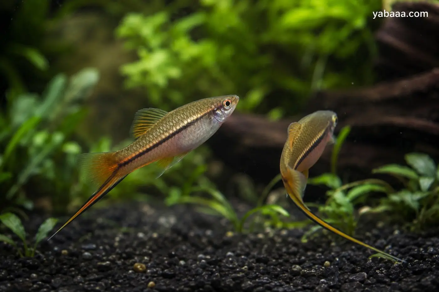 Два мечоносеца (Xiphophorus hellerii) с характерния удължен меч на опашната перка плуват в засаден аквариум