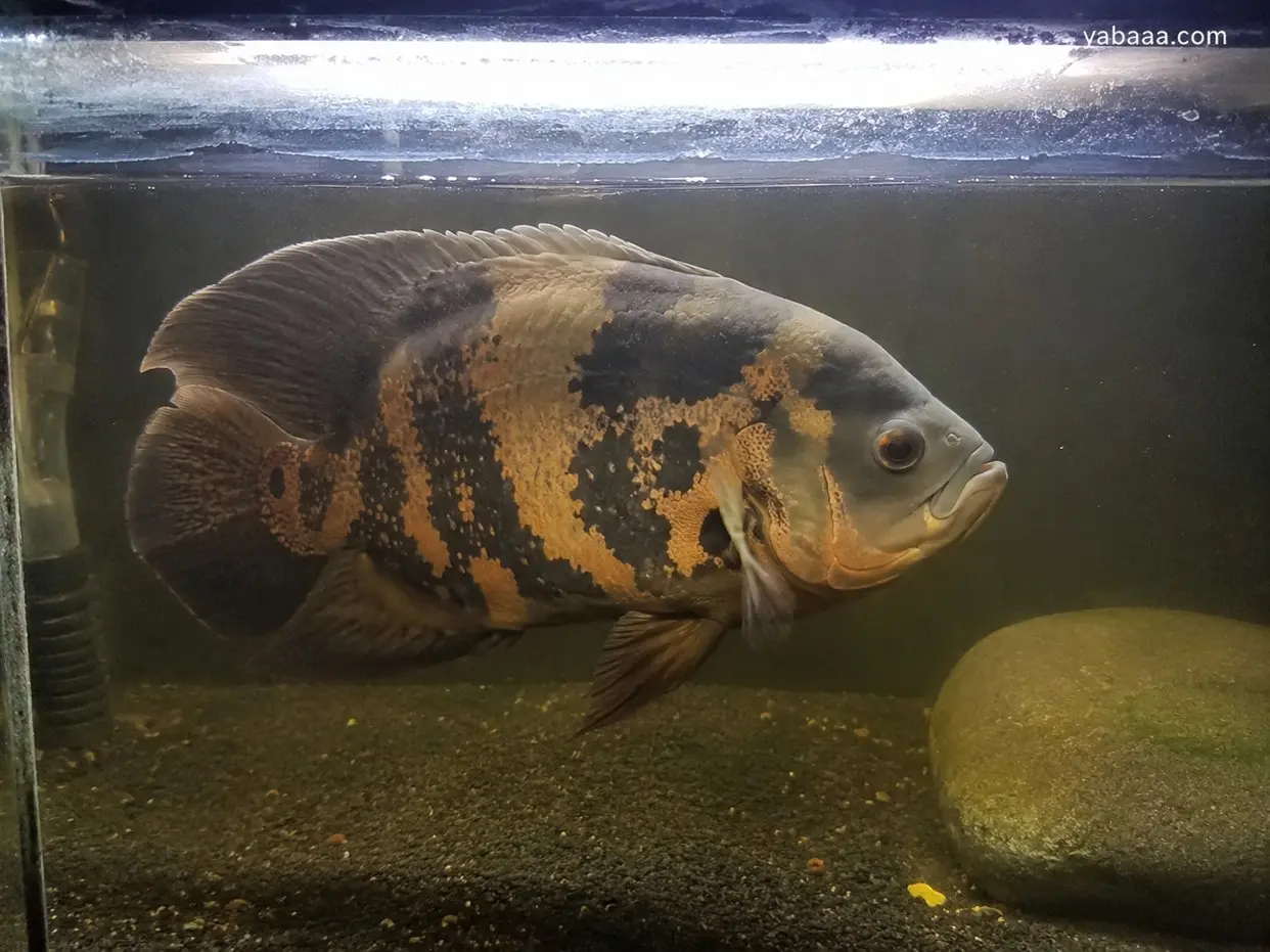 Едър оскар цихлид (Astronotus ocellatus) с тъмно тяло и оранжево-кафяви шарки плува в просторен аквариум с тъмен субстрат и малък камък