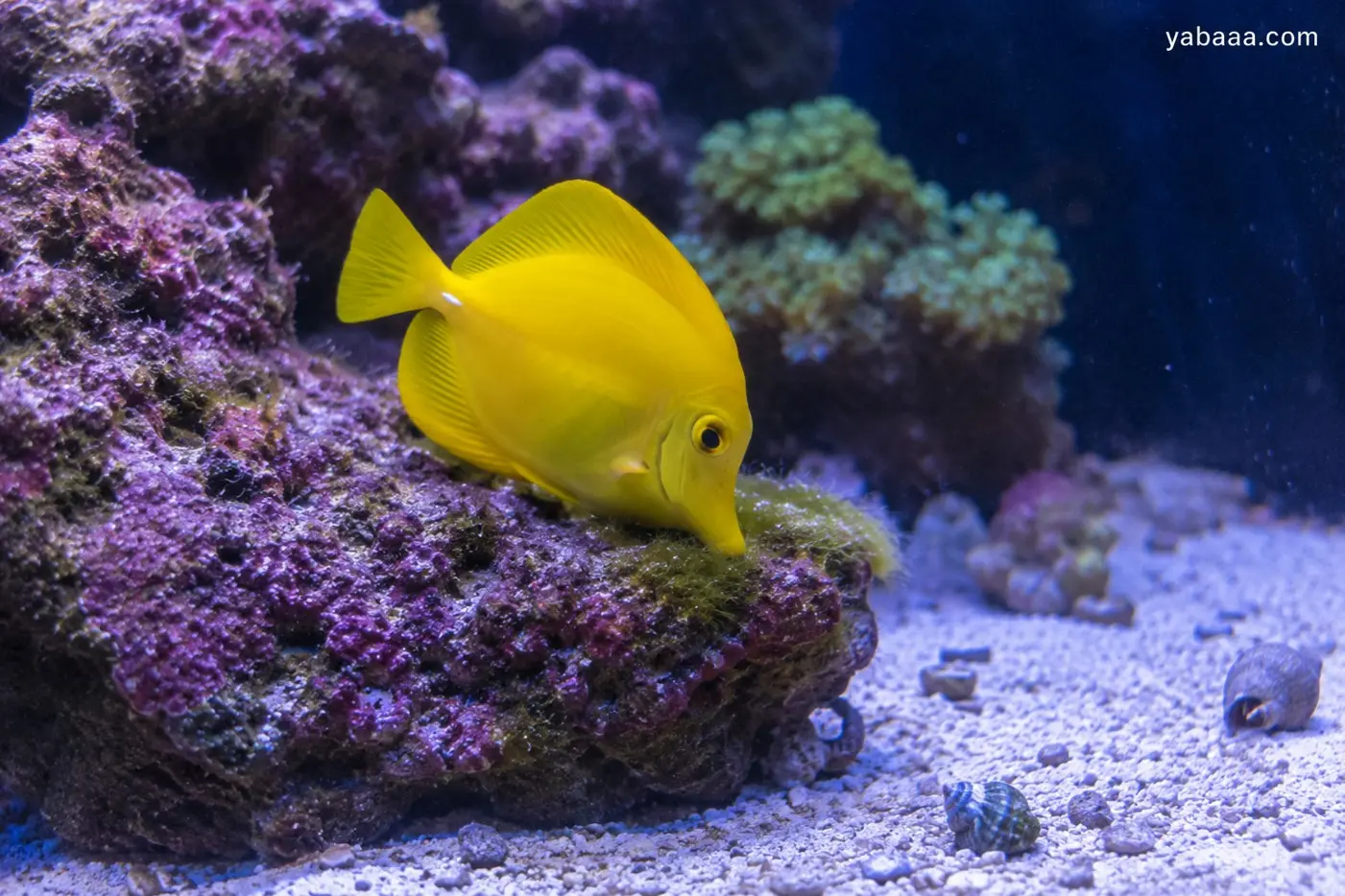 Жълт хируг (Zebrasoma flavescens) с наситено жълто тяло и дискообразна форма пасе водорасли по лилав коралов камък в морски аквариум с бял пясък