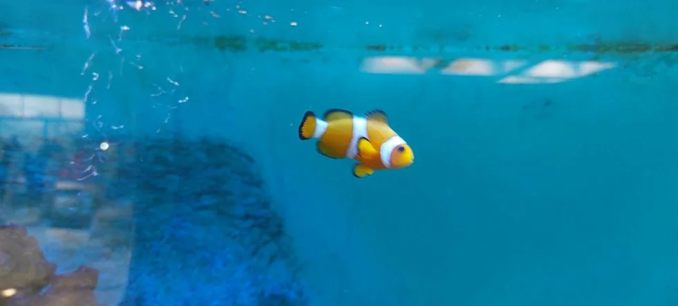 Riba klovn plava med morskimi anemonami v akvariju