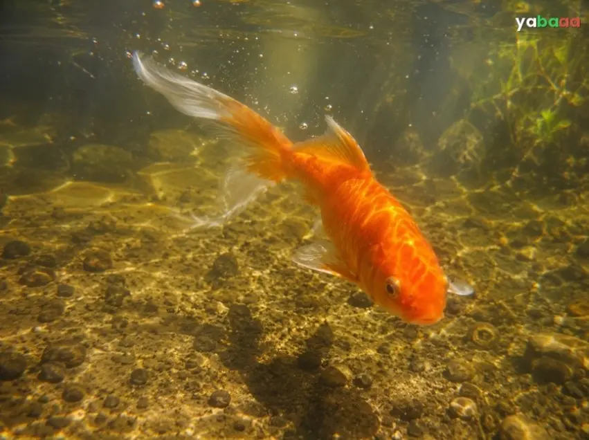 Kometa s dugom jednostrukom repnom perajom pliva u plitkom vrtnom jezercu