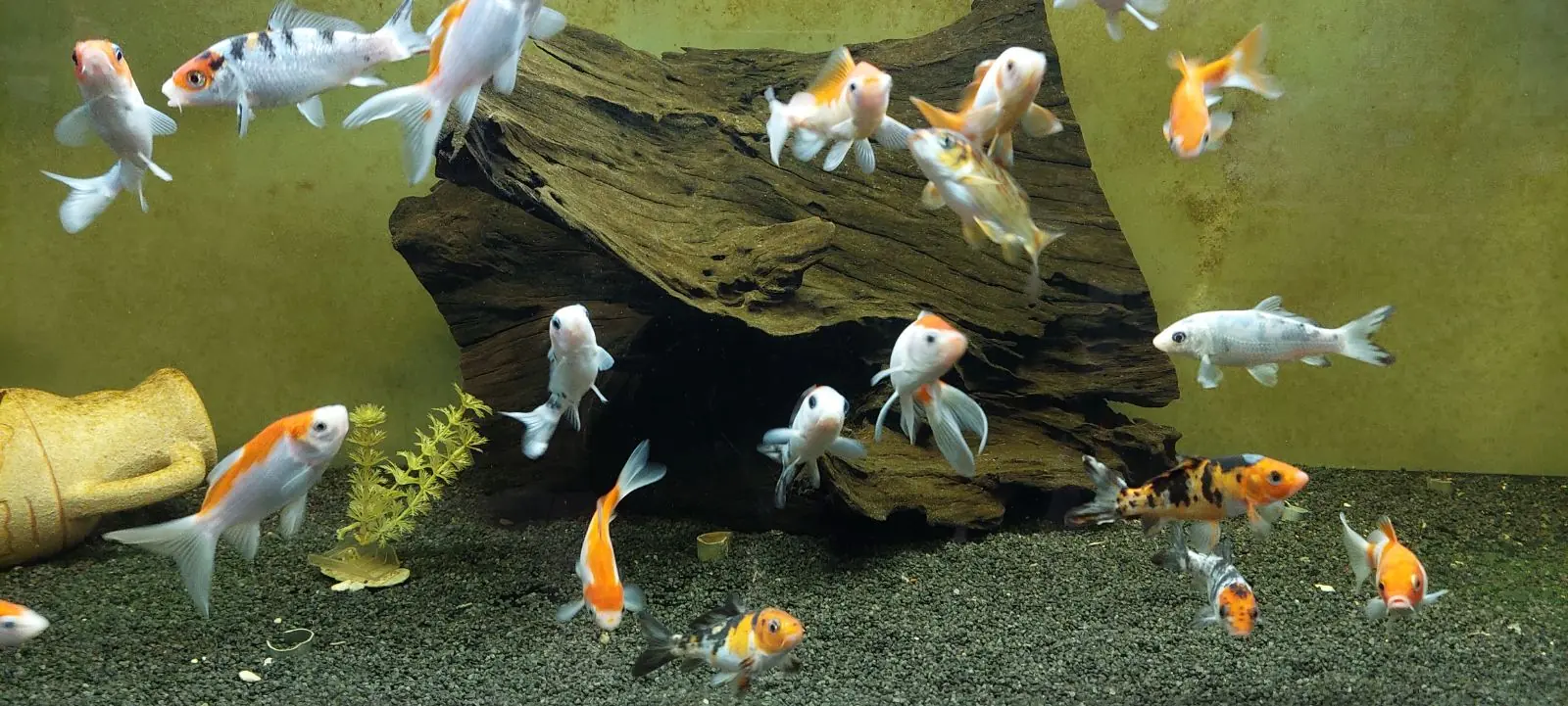 Skupina zlatih ribic in krapov v akvariju z lesenim korenom in prodnatim dnom