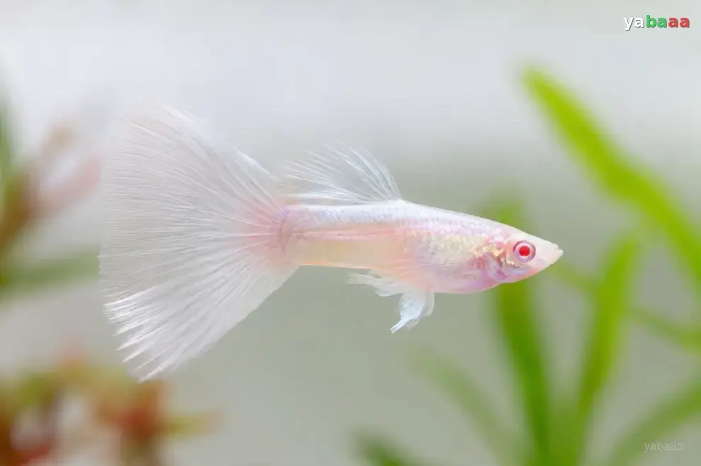 Albino gupi z belo-rožnatim telesom in rdečimi očmi