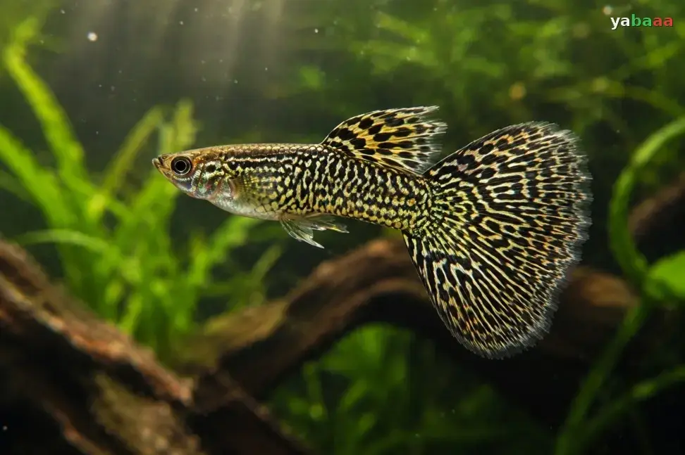 Cobra gupi z valovitim kačjim vzorcem po telesu
