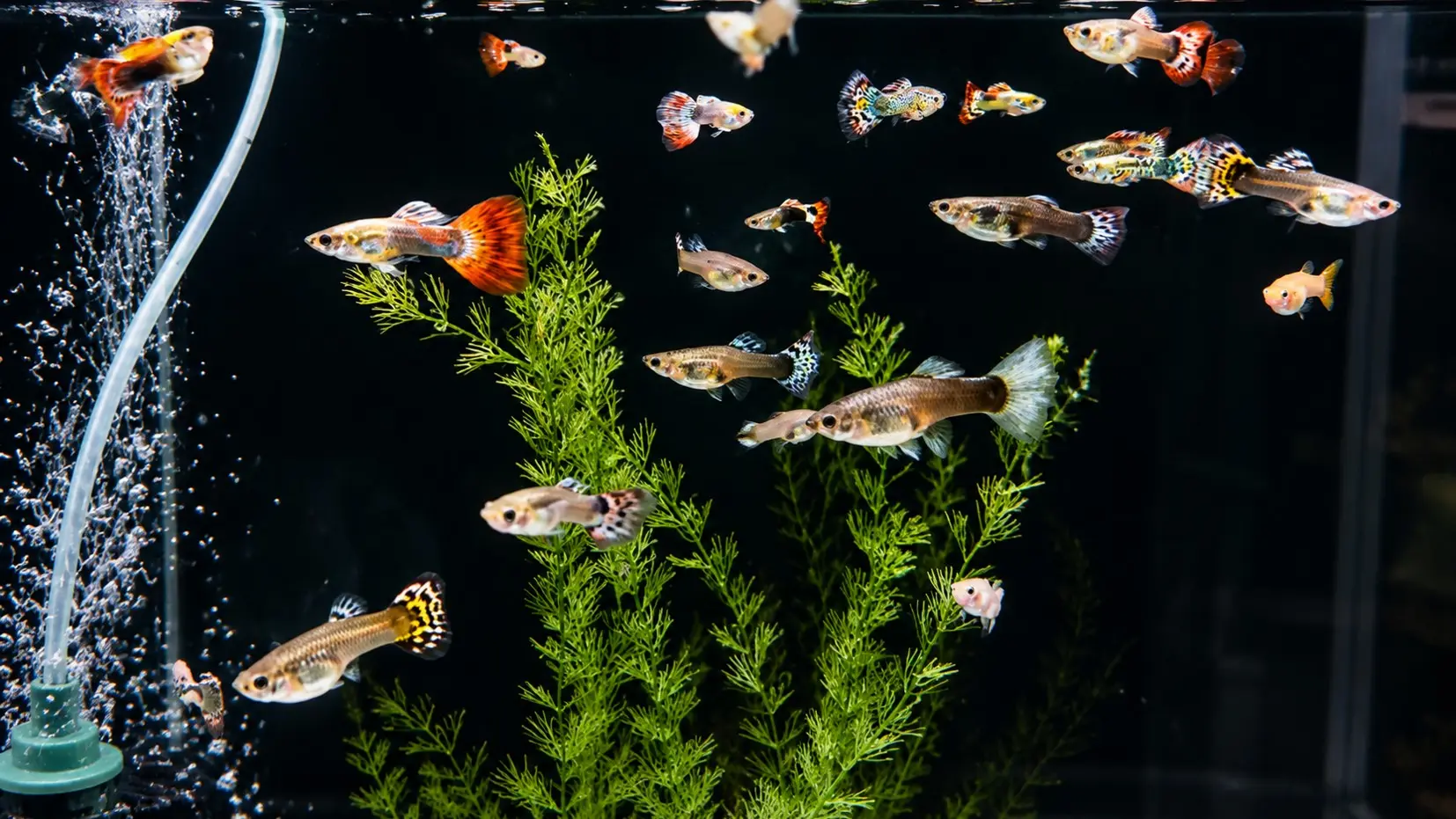 Skupni akvarij z gupiji različnih barv med rastlinami